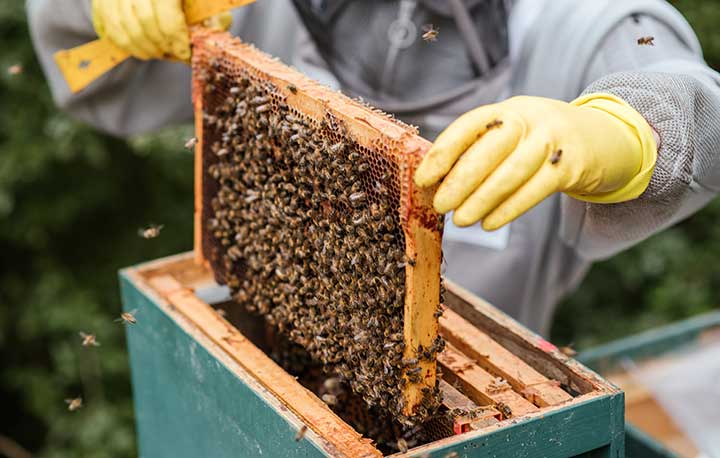Người nông dân nuôi ong lấy mật trong thùng gỗ