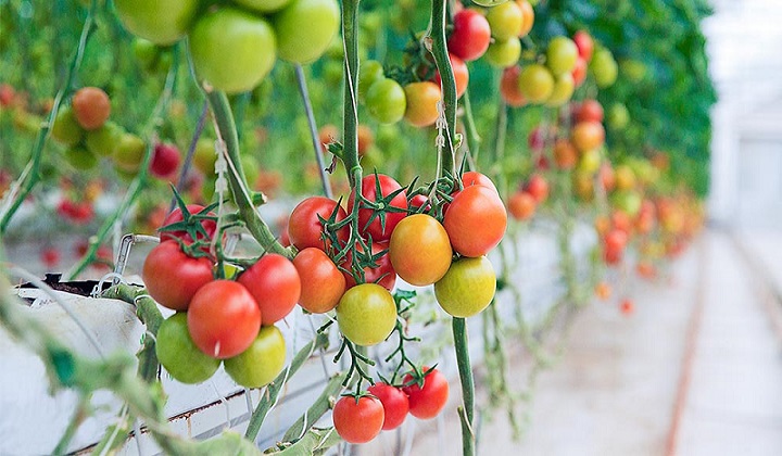 10 tác dụng của cà chua