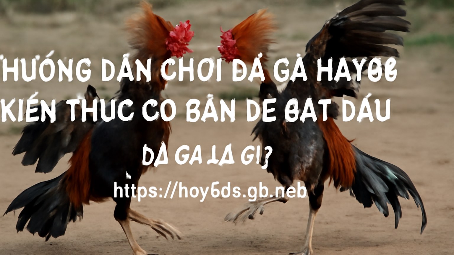 Hướng dẫn chơi Đá gà HAY88 – Kiến thức cơ bản để bắt đầu